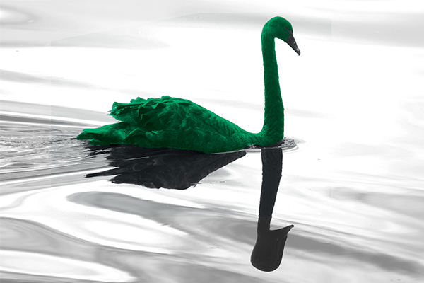green swan on a lake - it was a black swan or a white swan